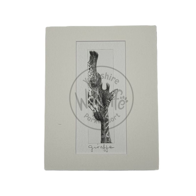 Pencil Drawing - Giraffe & Baby