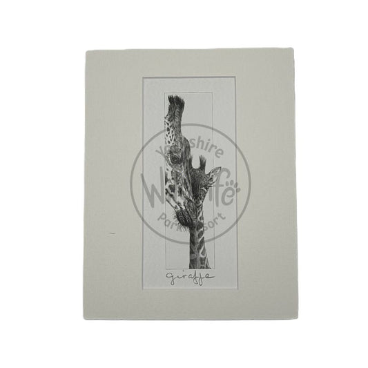 Pencil Drawing - Giraffe & Baby