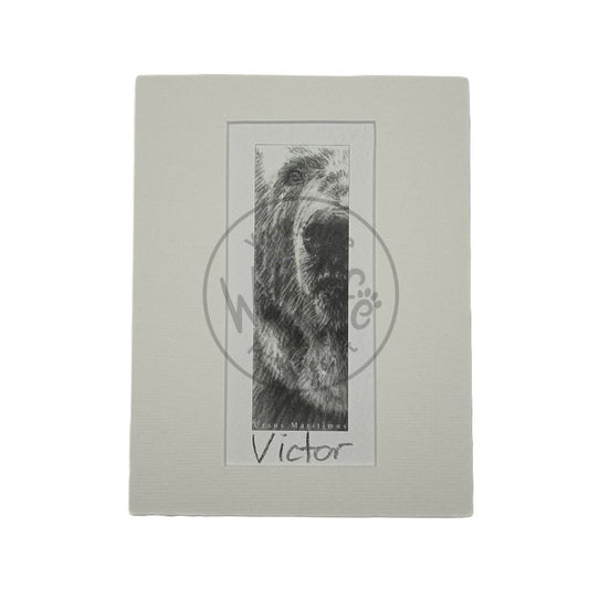 Pencil Drawing - Polar Bear