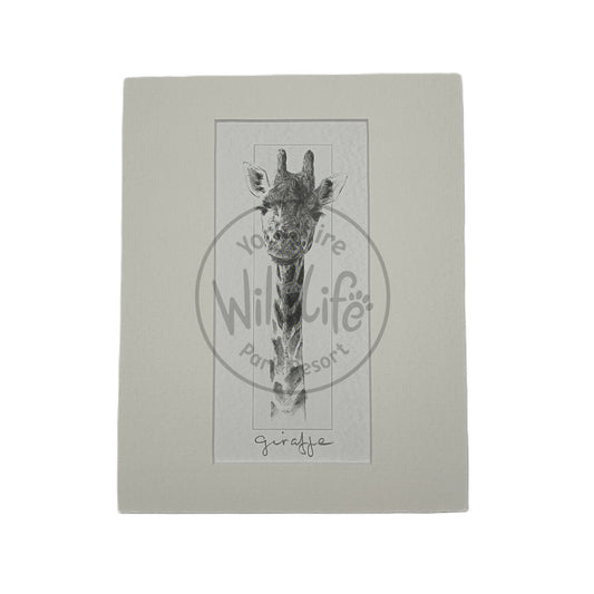 Pencil Drawing - Giraffe