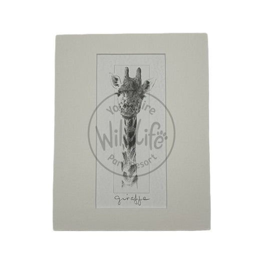 Mounted Giraffe illustration on a white background 