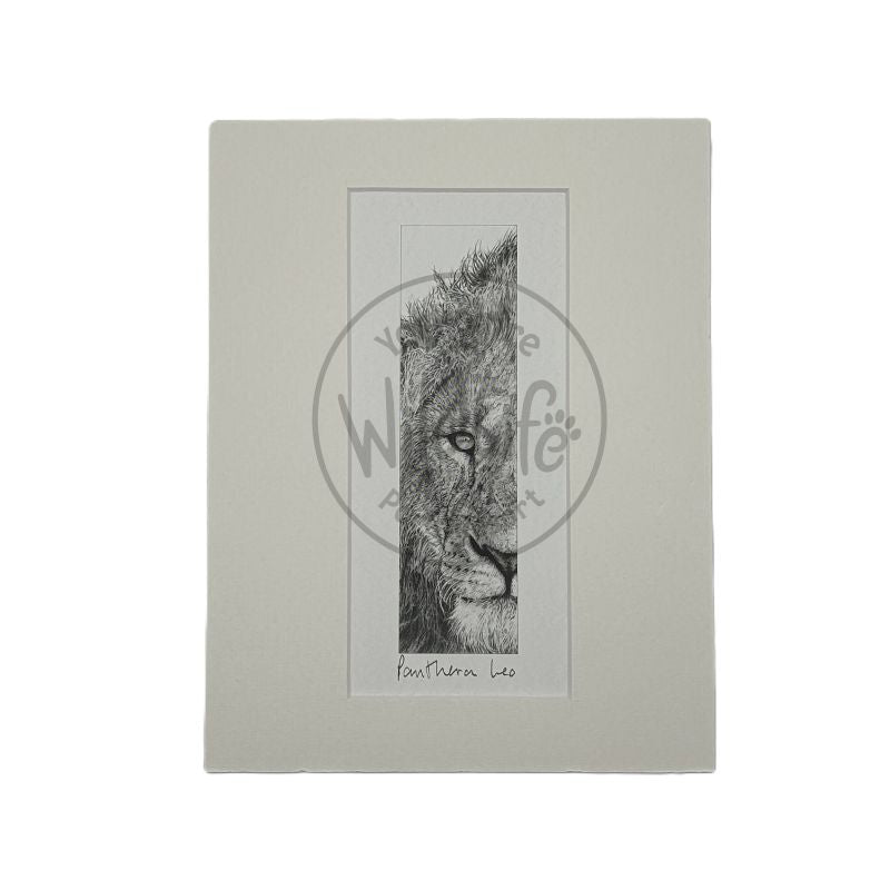 A pencil drawing of a lion's face on a white background, mounted.