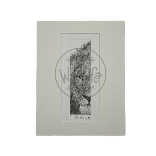 Pencil Drawing - Lion