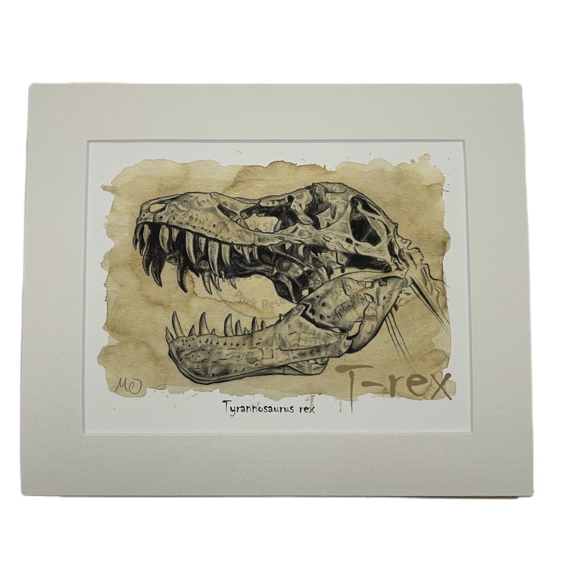 mounted artistic depiction of a T-Rex skull on textured paper with 'T-rex' written below.