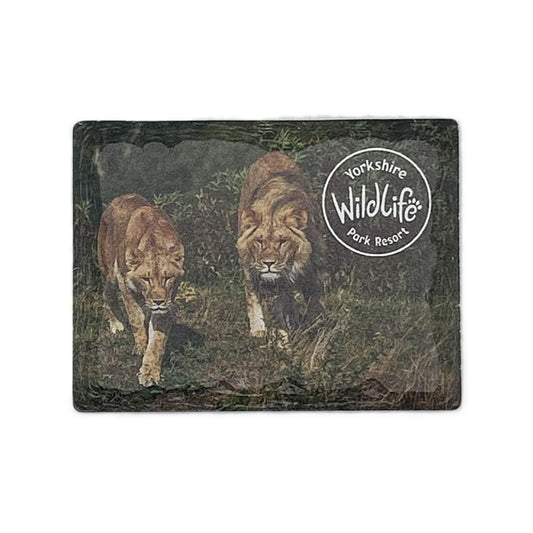 ceramic magnet with two lions walking on a grassy field, featuring the Yorkshire Wildlife Park logo