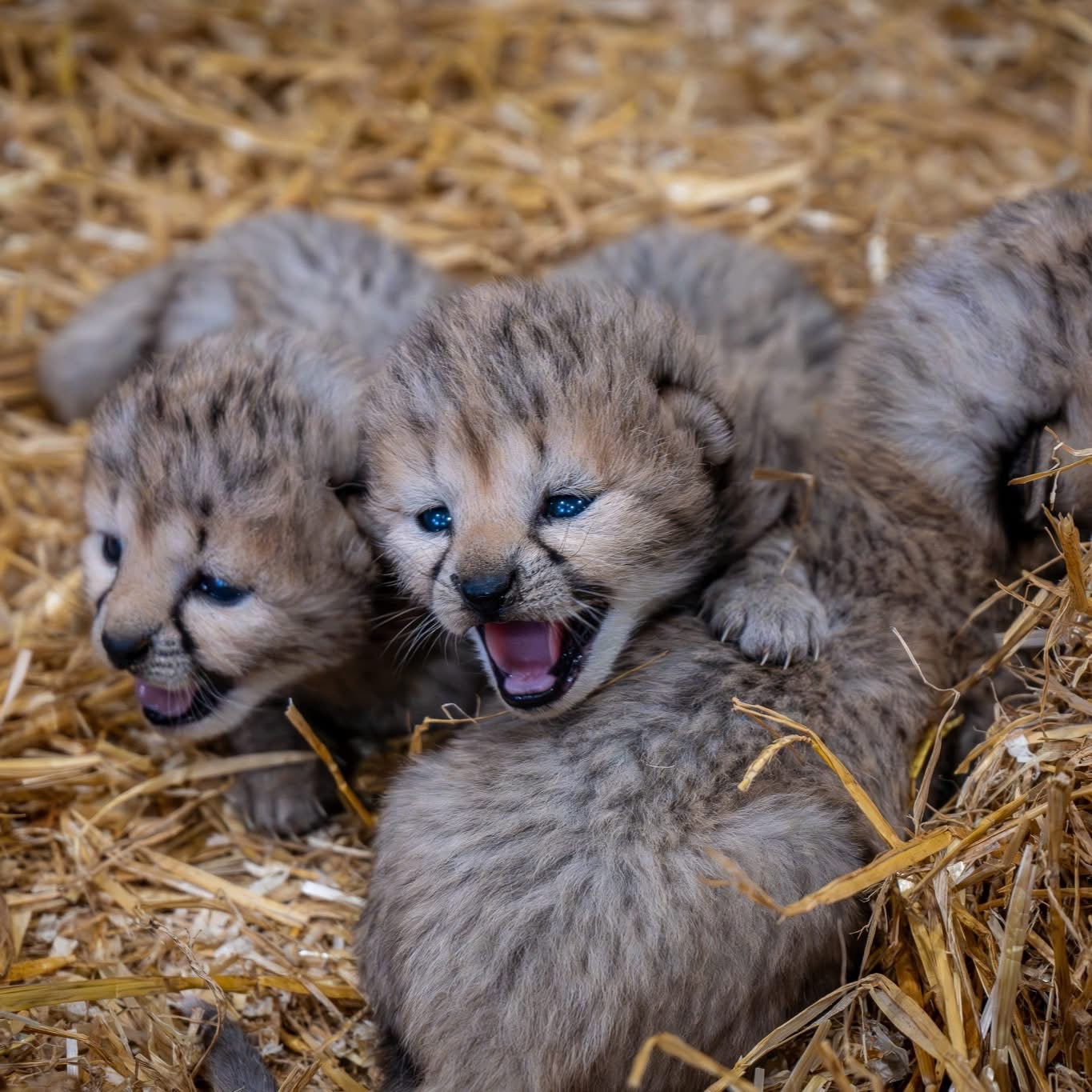 Four cheetah cubs playing on a bed of straw