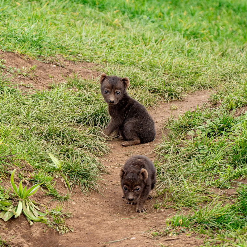 Two hyena cubs walking on a grassy path