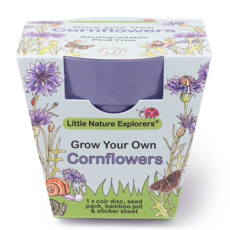 Packaging for 'Grow Your Own Cornflowers' kit by Little Nature Explorers on a white background.