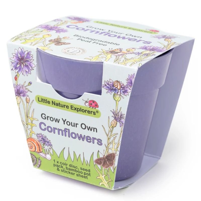 Packaging for 'Grow Your Own Cornflowers' kit by Little Nature Explorers on a white background