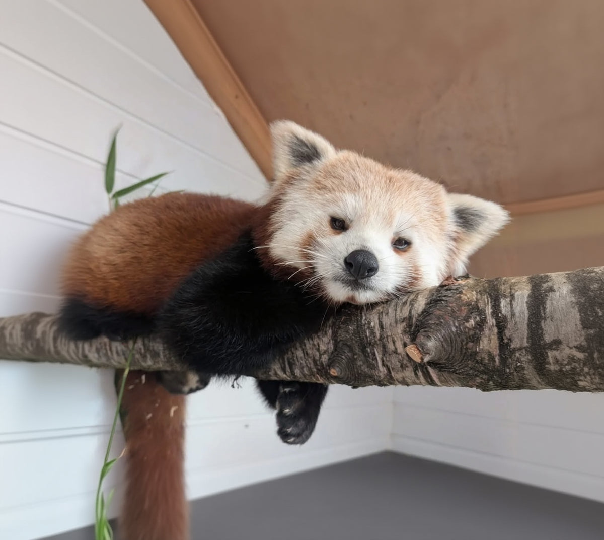 Red panda lying on a branch indoors