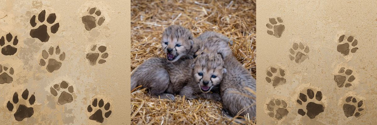 Four baby cheetahs lying on straw with paw print design on a cardboard background