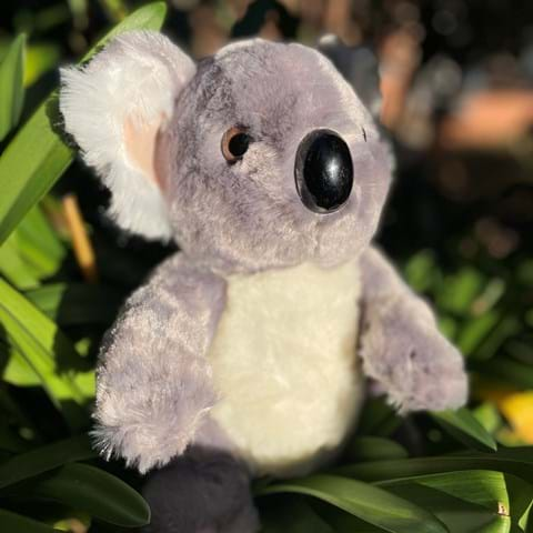 Koala - Large Soft Toy