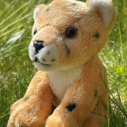 Cheetah - Small Soft Toy