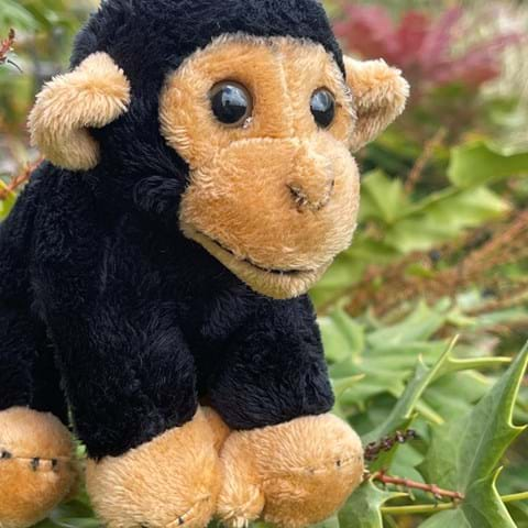 Chimp - Small Soft Toy